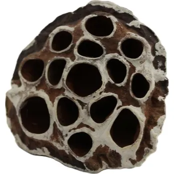 Lotus medium white snow