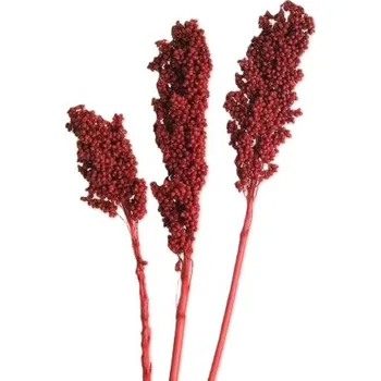 Indická sušina Indian corn color, 10 ks, červená