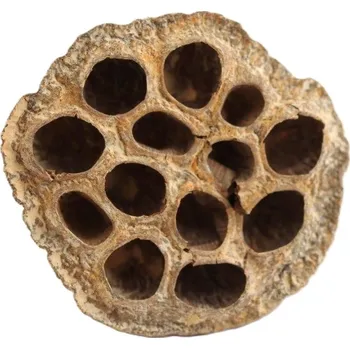 Indická sušina Lotus medium frosted, oranžová, 100 ks