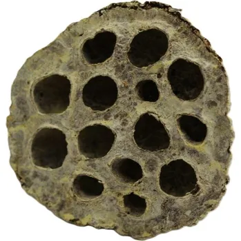 Indická sušina Lotus medium frosted, žlutá, 100 ks