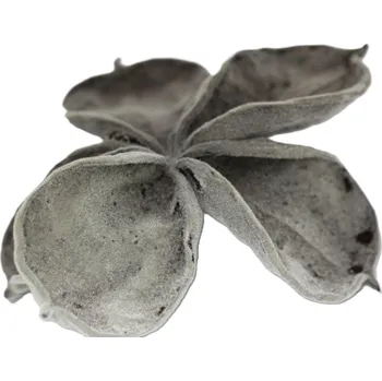 Indická sušina Land lotus flocking šedá, 20 ks