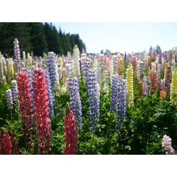 Sazenice Lupina mnoholistá 'Mix barev' - Lupinus polyphyllus 'Mix barev' Balení: kontejner p11
