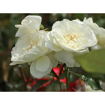 Sazenice Růže 'Bounty®' Balení: speciální balení