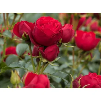 Sazenice Růže 'Manora®' Balení: speciální balení