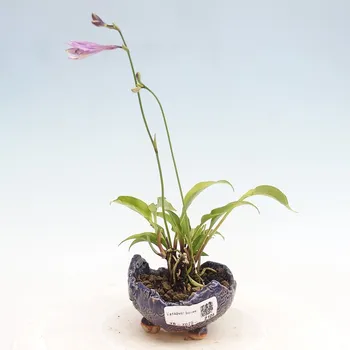 Venkovní bonsai - Mini Hosta - Bohyška 1415-VB2025-2108