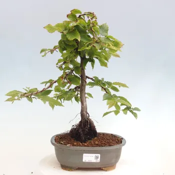 e-bonsai Venkovní bonsai - Habr obecný - Carpinus betulus 1413-VB2025-2015