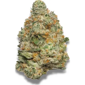 Semeno Growers Choice - Apple Fritter Auto 3 ks