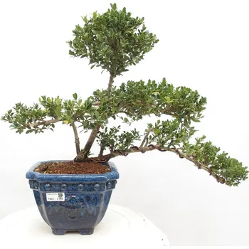 e-bonsai Pokojová bonsai - Ilex crenata - Cesmína 1426-PB25-2195