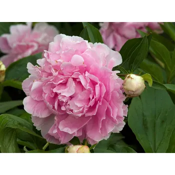 Semeno Pivoňka 'First Arrival' 1 ks