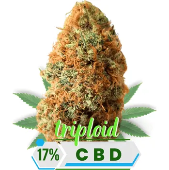 CBD Svět Semínek Sour Lifter CBD květy 17% - Triploid gram: 3 g