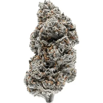 Semeno Growers Choice - Tangerine Sherbet 3 ks