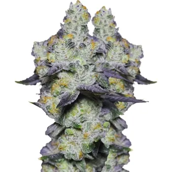 Semeno Growers Choice - Blue Dream Sherbet 5 ks