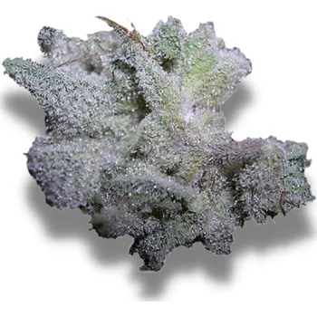 Semeno Growers Choice - Braindamage Auto 5 ks