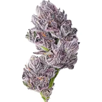 Semeno Growers Choice - Iced Sangria Triploid F1 3 ks