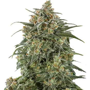 Semeno Growers Choice - Banana Sherbet 3 ks