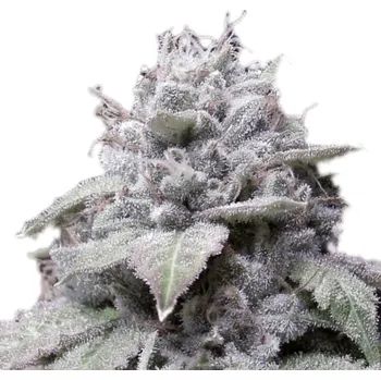 Semeno Growers Choice - Gorilla Cookies 5 ks