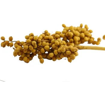 Canella special color žlutá, 20 ks