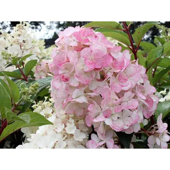 Sazenice Hortenzie latnatá 'Pink Lady' Balení: kontejner p9