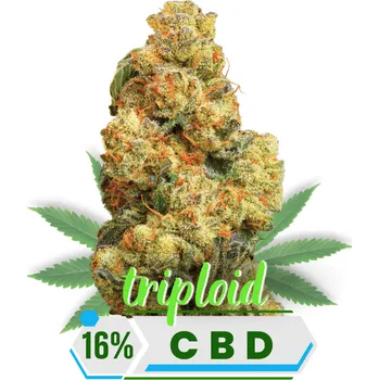 CBD Svět Semínek Sour Suver Haze CBD květy 16% - Triploid gram: 10 g