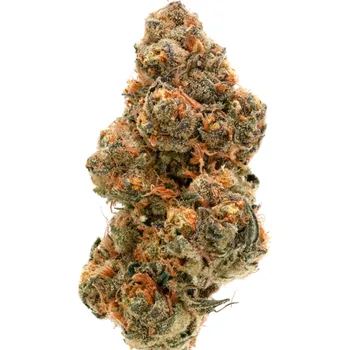 Semeno Growers Choice - Wedding Cake x Frosty Gelato Double XL Auto 3 ks