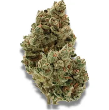 Semeno Growers Choice - Frosty Gelato Auto 3 ks