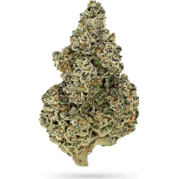 Semeno Growers Choice - Crazy Roses Fast Version 3 ks