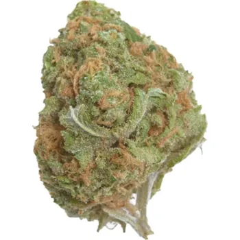 Semeno Growers Choice - Banana Glue 3 ks