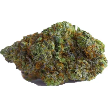 Semeno Growers Choice - Blue Forestberry Auto 3 ks