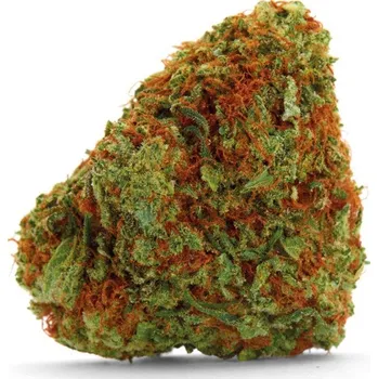 Semeno Growers Choice - Bubblegum x Fat Hog 5 ks