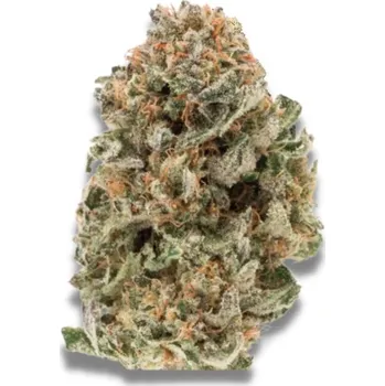 Semeno Growers Choice - MAF (Mighty Amstel Freezeland) Fast Version 3 ks