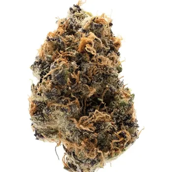 Semeno Growers Choice - Watermelon Punch Auto 3 ks