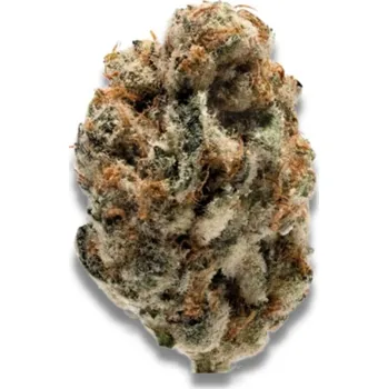 Semeno Growers Choice - KO Kush 5 ks