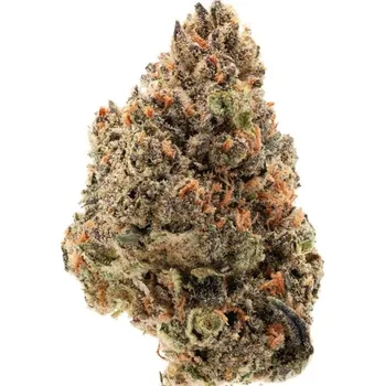 Semeno Growers Choice - Tangie Punch 3 ks