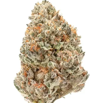 Semeno Growers Choice - Watermelon Wedding Cake Double XL Auto 3 ks