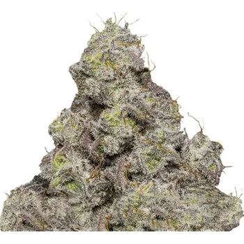 Semeno Growers Choice - Blue Forestberry 5 ks
