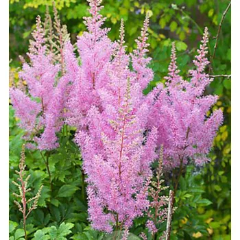 Sazenice Čechrava Arendsova ´HYAZINTH´ kont. 1,5 l