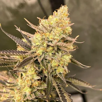 Semeno Growers Choice - Cherry Zoap Auto 3 ks