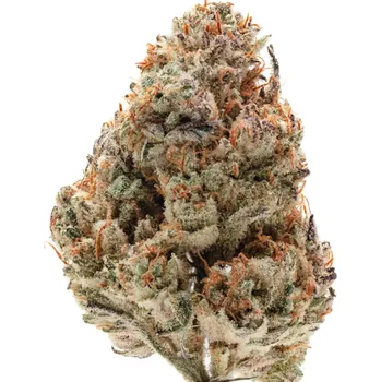 Semeno Growers Choice - Silvergrape Sherbet 3 ks