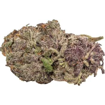 Semeno Growers Choice - Ultra Violet GMO 3 ks
