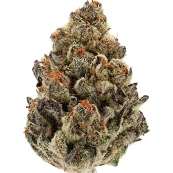 Semeno Growers Choice - Bruce Banner Auto 3 ks