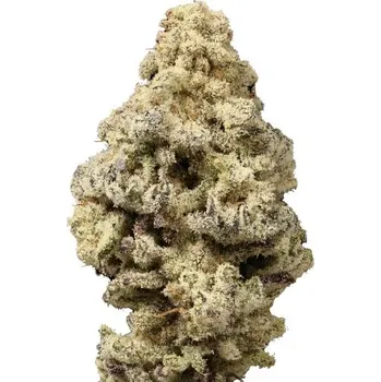 Semeno Growers Choice - MacN Cheese 3 ks