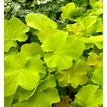 Sazenice Dlužicha americká ´GUACAMOLE´ kont. 0,5 l