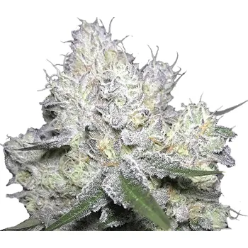 Semeno Growers Choice - Wedding Cake x Frosty Gelato 3 ks