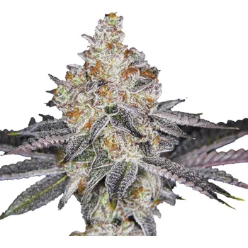 Semeno Growers Choice - Wifi Punch 3 ks