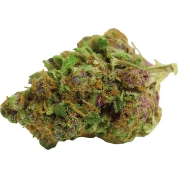 Semeno Growers Choice - Red Banana Berry Double XL Auto 3 ks