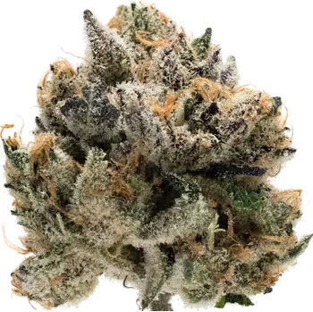 Semeno Growers Choice - Tropical Cookies Double XL Auto 5 ks