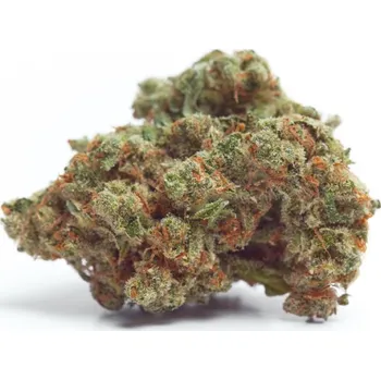 Semeno Growers Choice - Gorilla Cookies Auto 5 ks