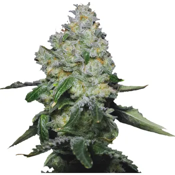 Semeno Growers Choice - Tropical Cookies 3 ks