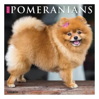 Kalendář Pomeranians 2026 12 X 12 Wall Calendar (Brožovaná)
