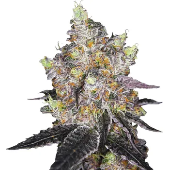 Semeno Growers Choice - Watermelon Punch 3 ks